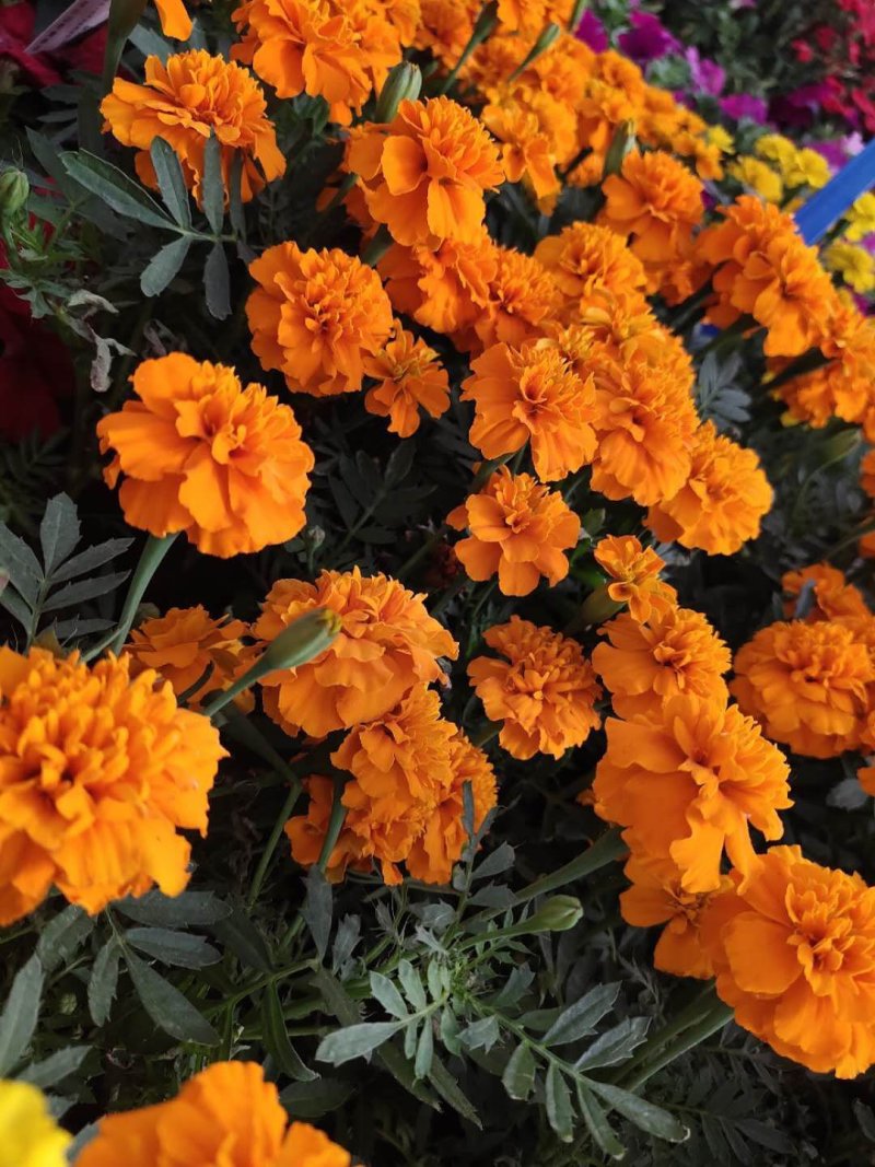 基地种植各种时令草花有需要的朋友联系