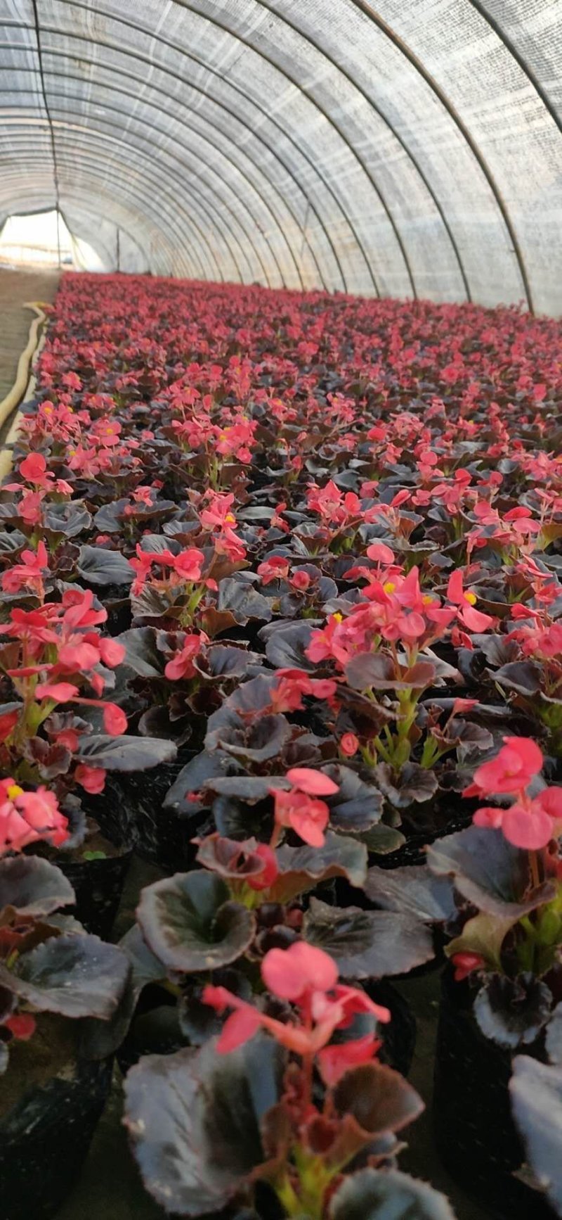 基地种植各种时令草花有需要的朋友联系