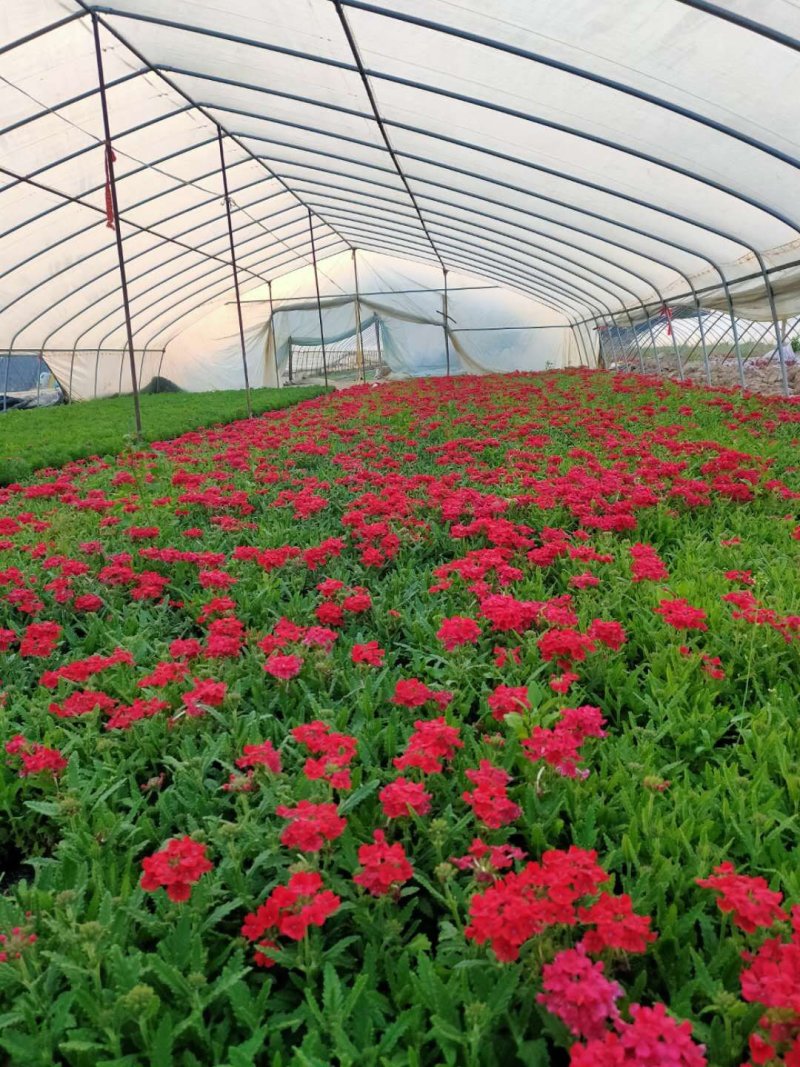基地种植各种时令草花有需要的朋友联系