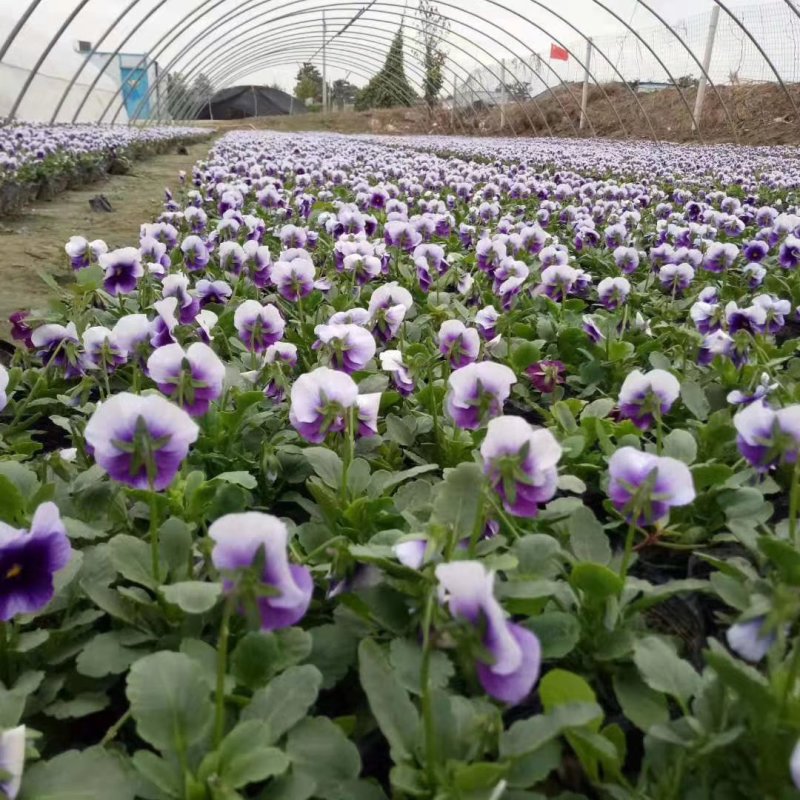 基地种植各种时令草花有需要的朋友联系