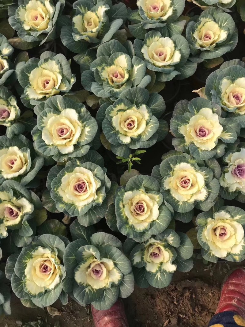 基地种植各种时令草花有需要的朋友联系