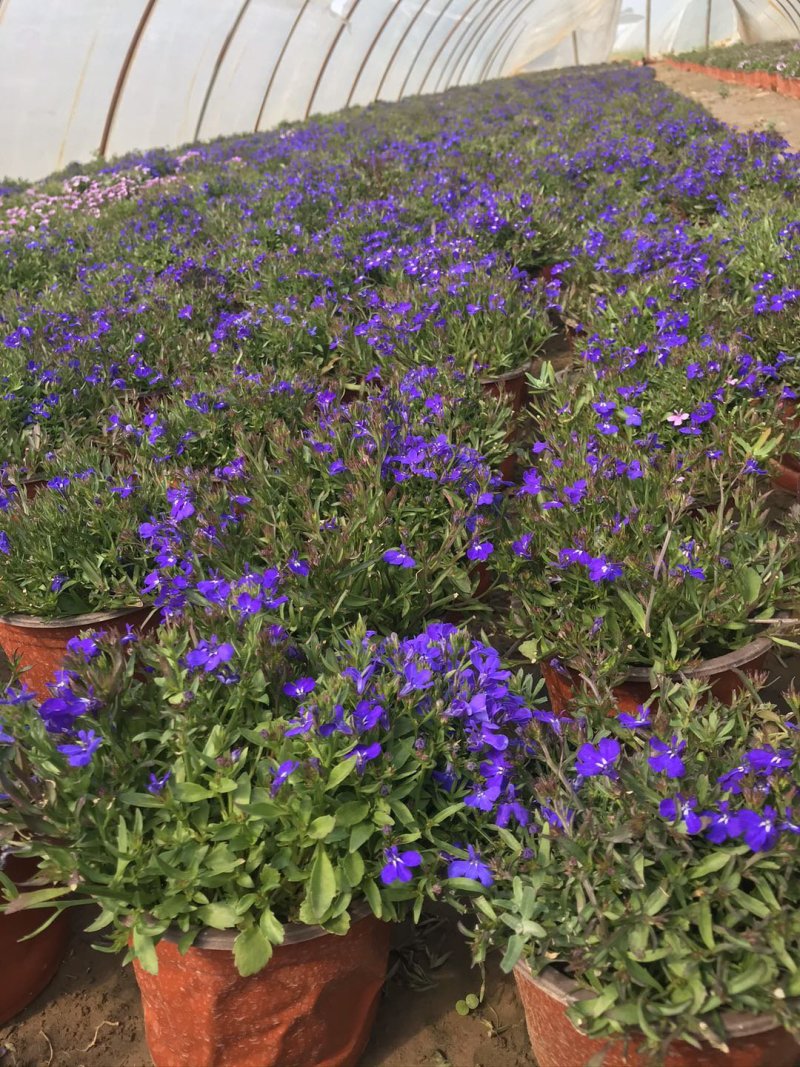 基地种植各种时令草花有需要的朋友联系
