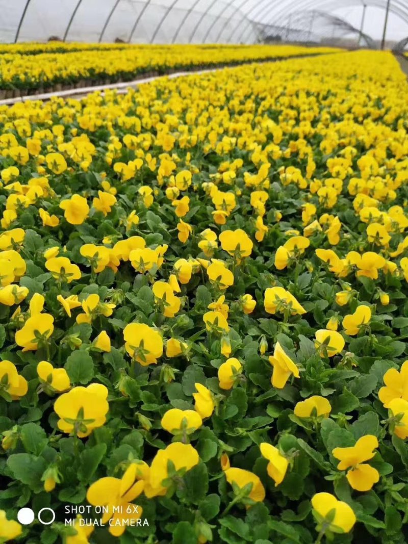 基地种植各种时令草花有需要的朋友联系