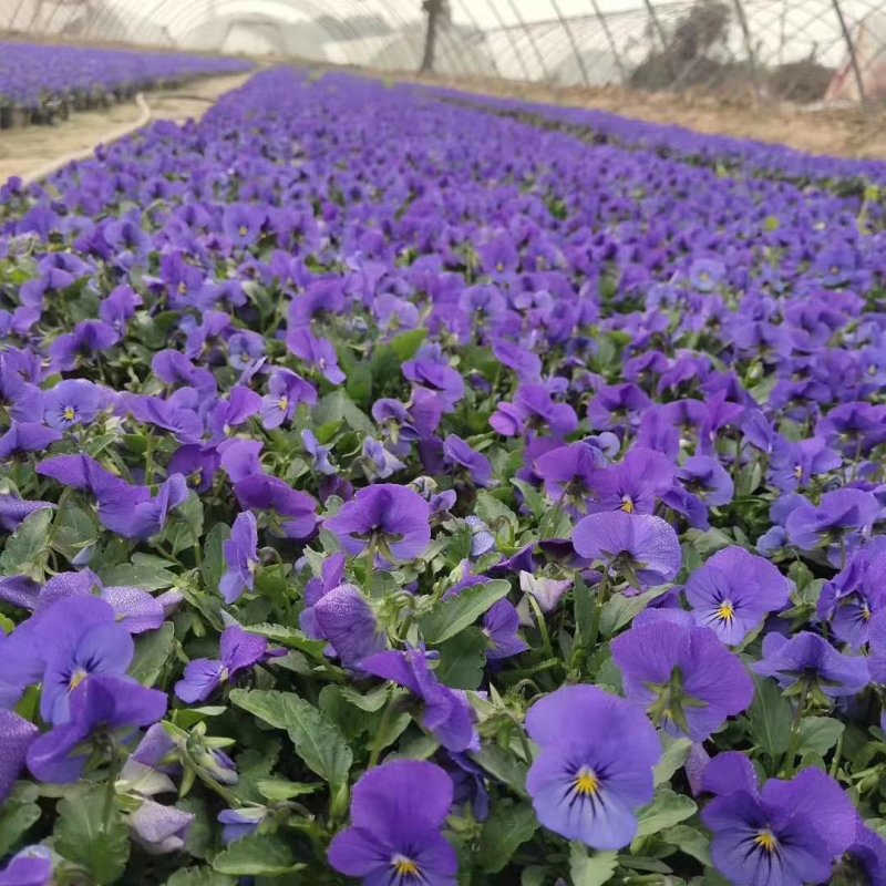 基地种植各种时令草花有需要的朋友联系