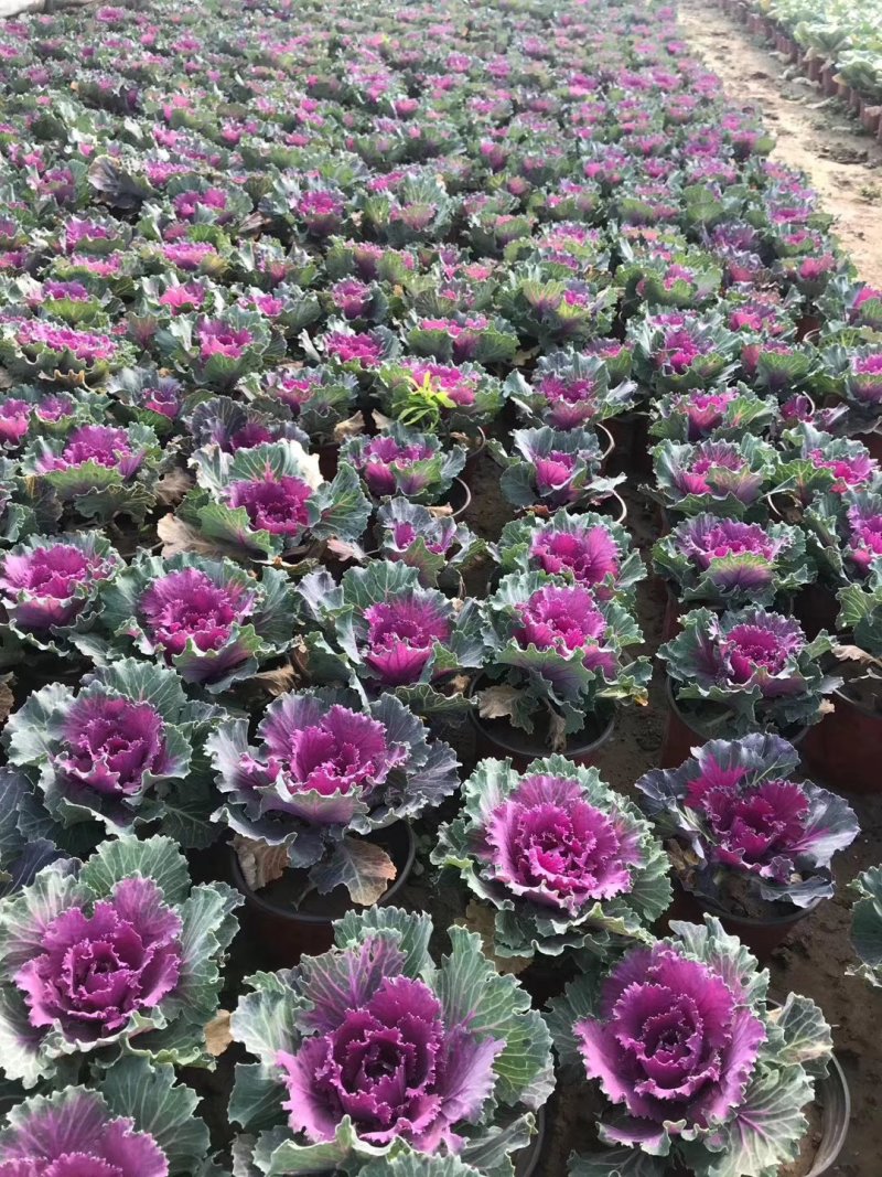 基地种植各种时令草花有需要的朋友联系