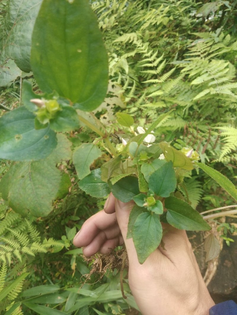 风柜斗草，褚头红，风斗草