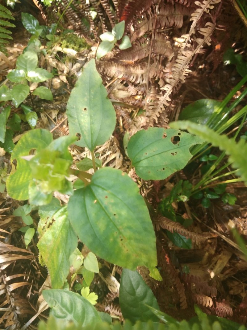风柜斗草，褚头红，风斗草