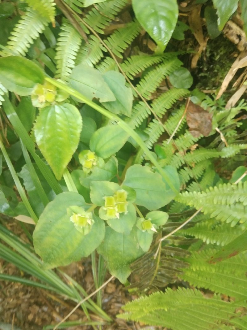 风柜斗草，褚头红，风斗草