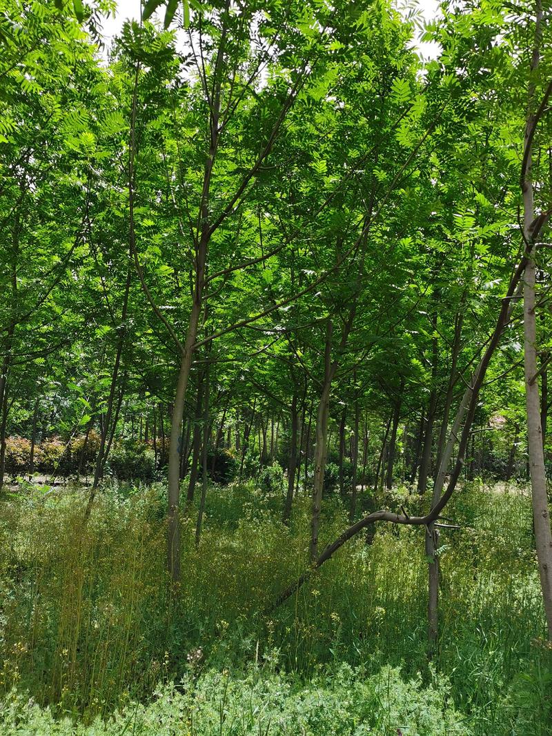 枫杨树产地直供，枫杨树规格齐全，适合景区河道，荒山绿化