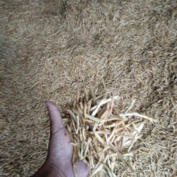 陕西黄花菜开始发货了