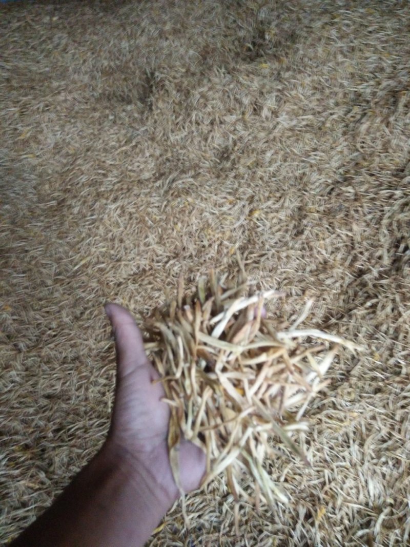 陕西黄花菜开始发货了