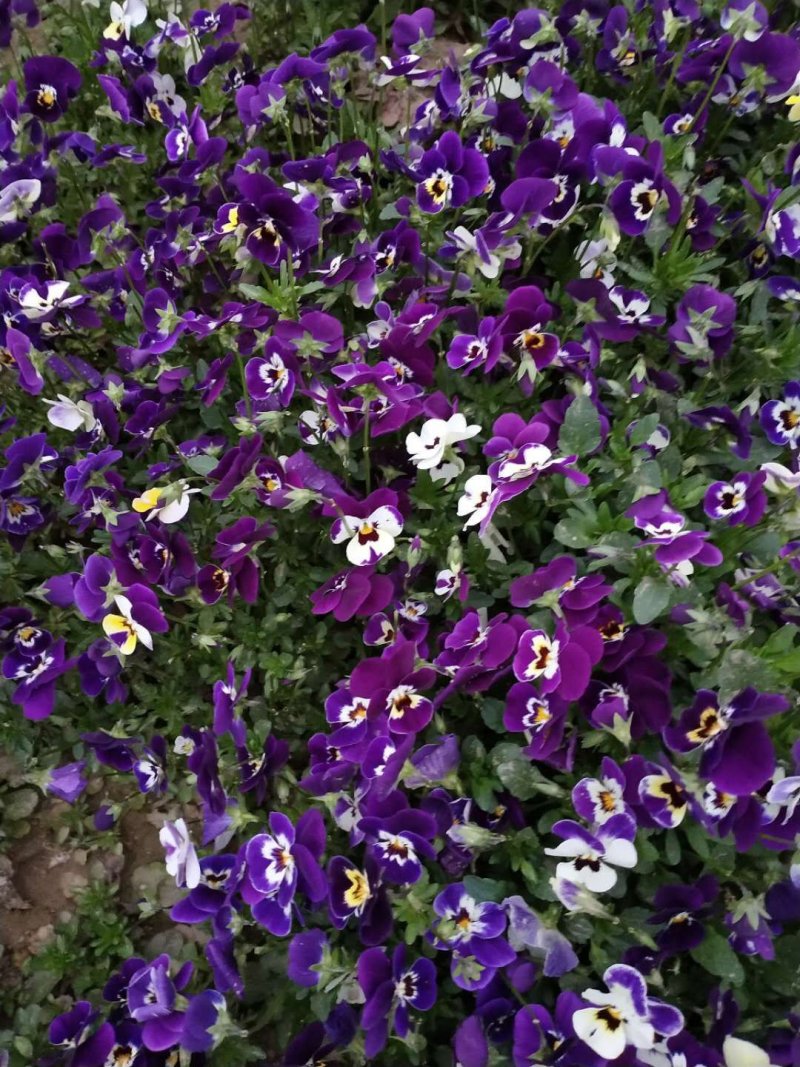 基地种植各种时令草花有需要的朋友联系