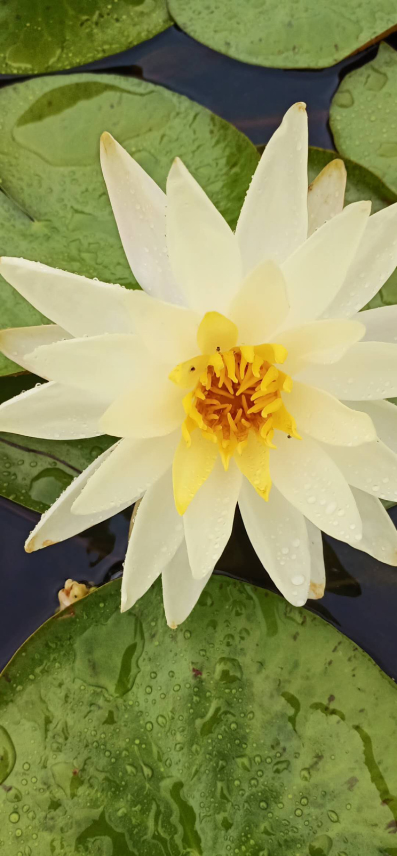 物美价廉的睡莲，样子美的不行