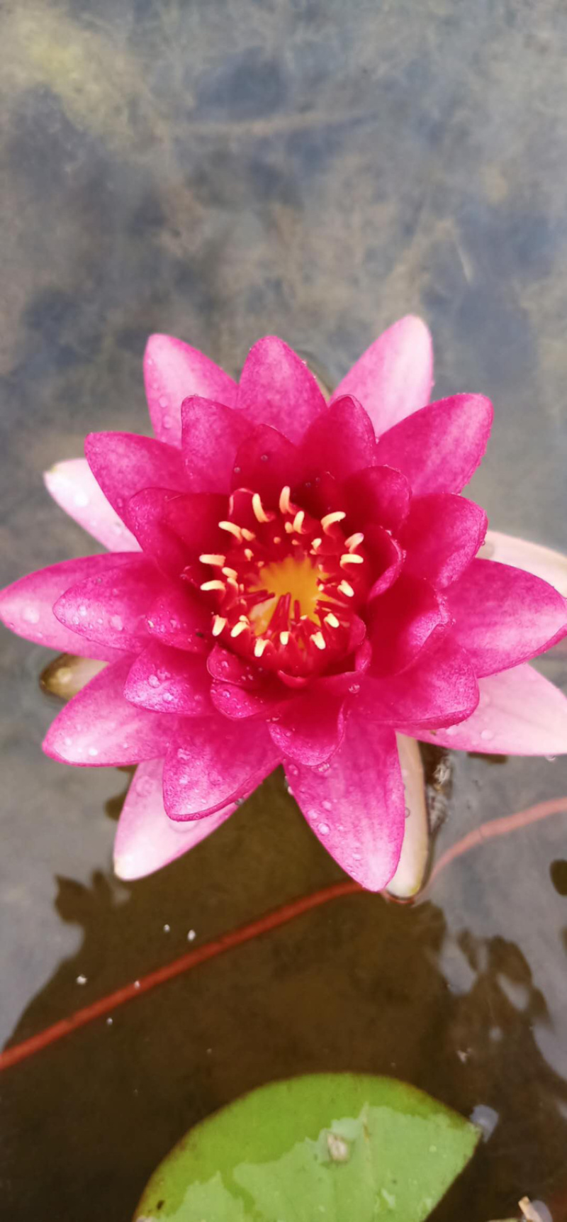 物美价廉的睡莲，样子美的不行