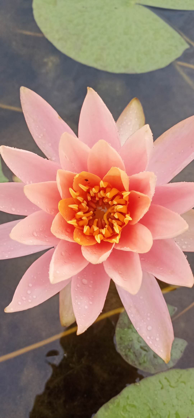 物美价廉的睡莲，样子美的不行