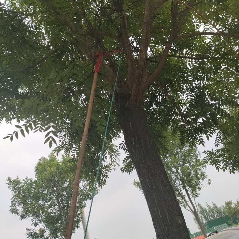 包邮高空剪避免高空作业摘果剪包邮省力高枝剪