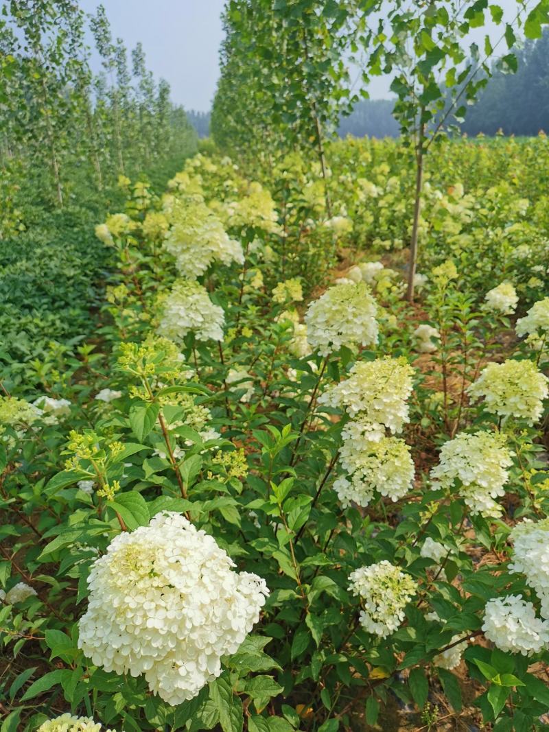 红花绣球（香草草莓）圆锥绣球一手货源、品种纯正、质优价廉