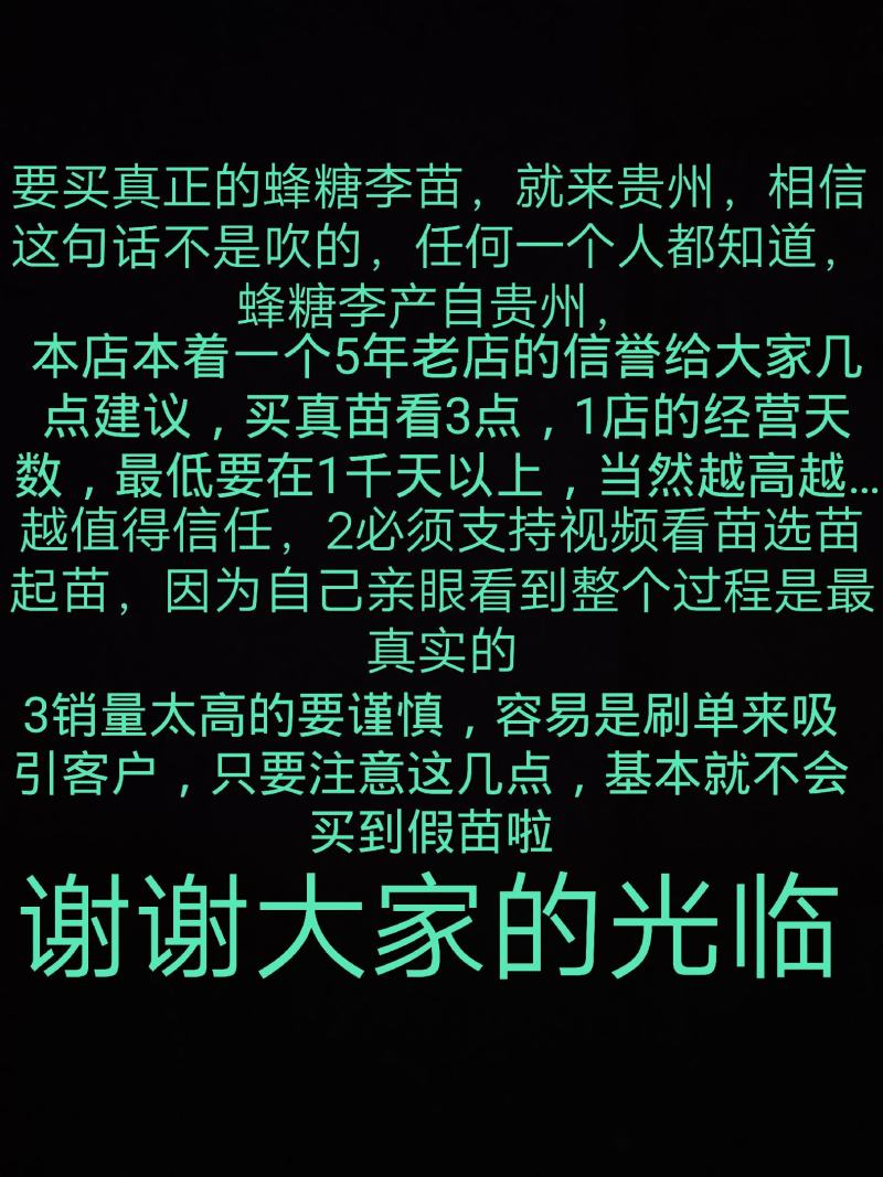 李子苗蜂糖李苗专卖店品质有保证假一赔十