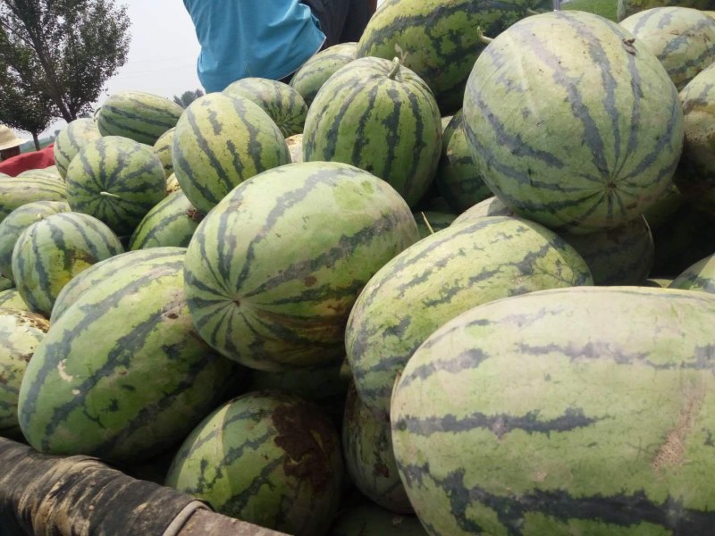 西瓜品质好量大口感甜可调车服务周到诚信为本