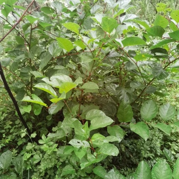 野生虎杖价格优惠欢迎采购