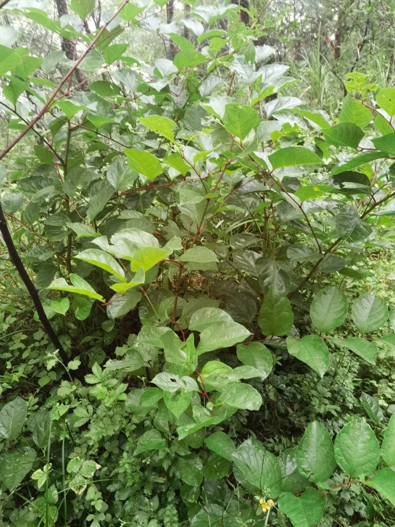 野生虎杖价格优惠欢迎采购