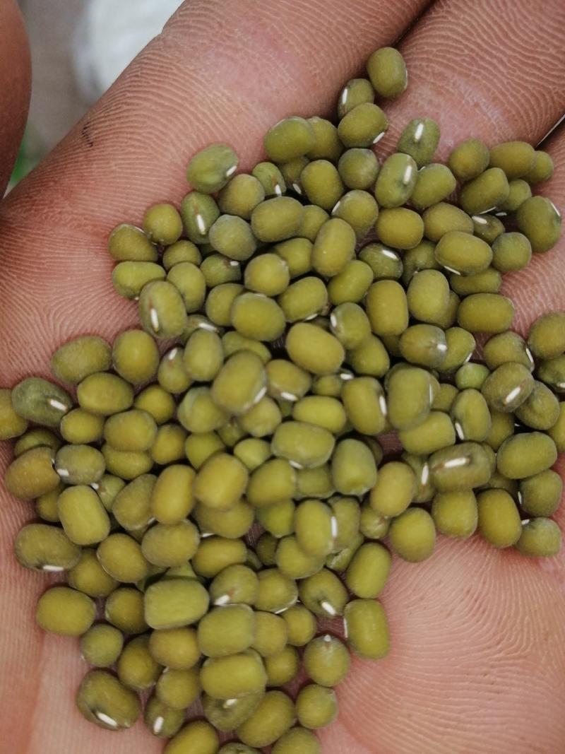 绿豆优质毛绿豆产地河北威县大颗粒