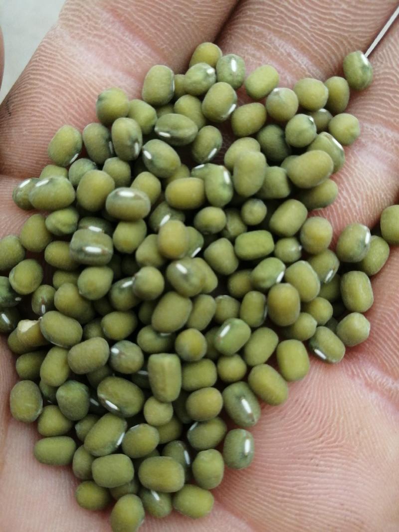 绿豆优质毛绿豆产地河北威县大颗粒