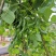 白芸豆【100斤包邮】贵州高原生态白芸豆。无污染。品质保