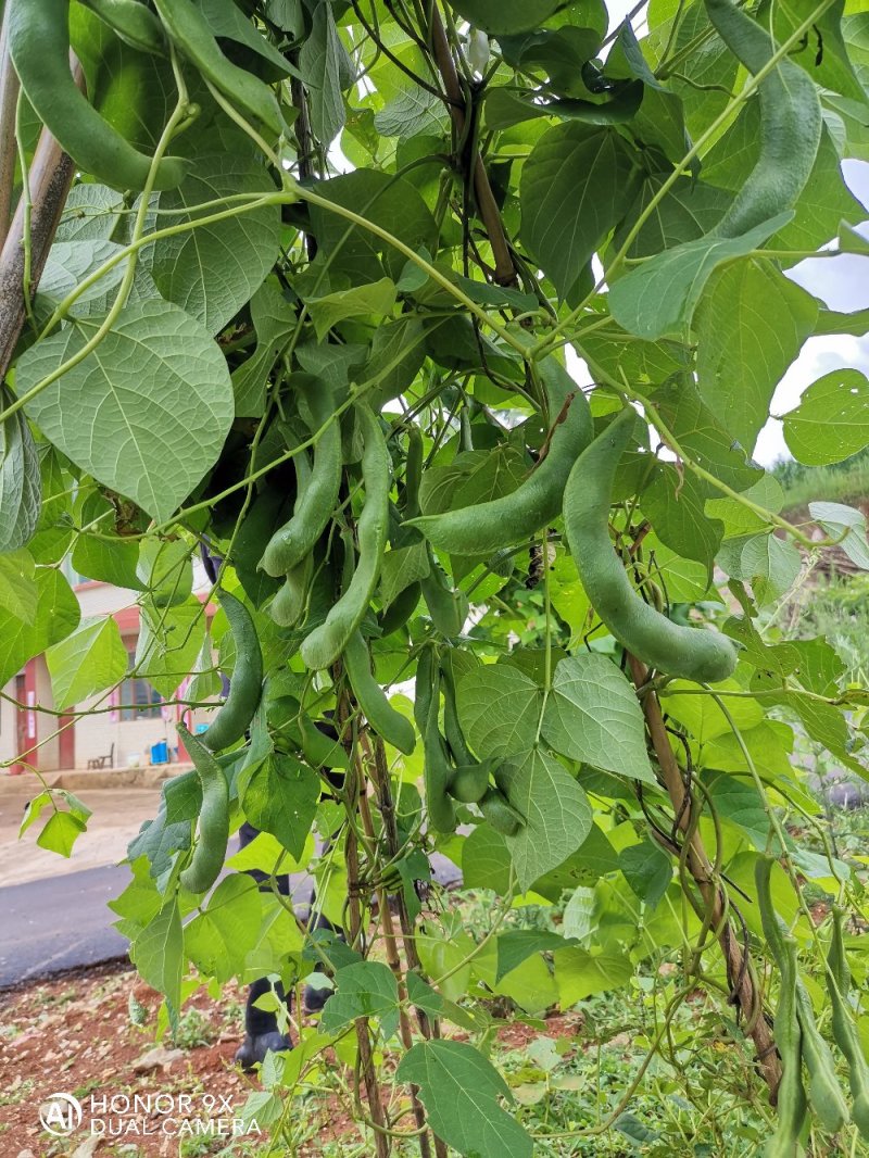 白芸豆【100斤包邮】贵州高原生态白芸豆。无污染。品质保
