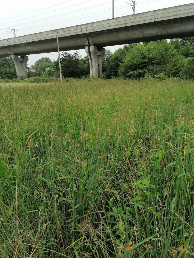 水葱基地大量供应，水葱小杯苗实图，水葱小杯苗价格