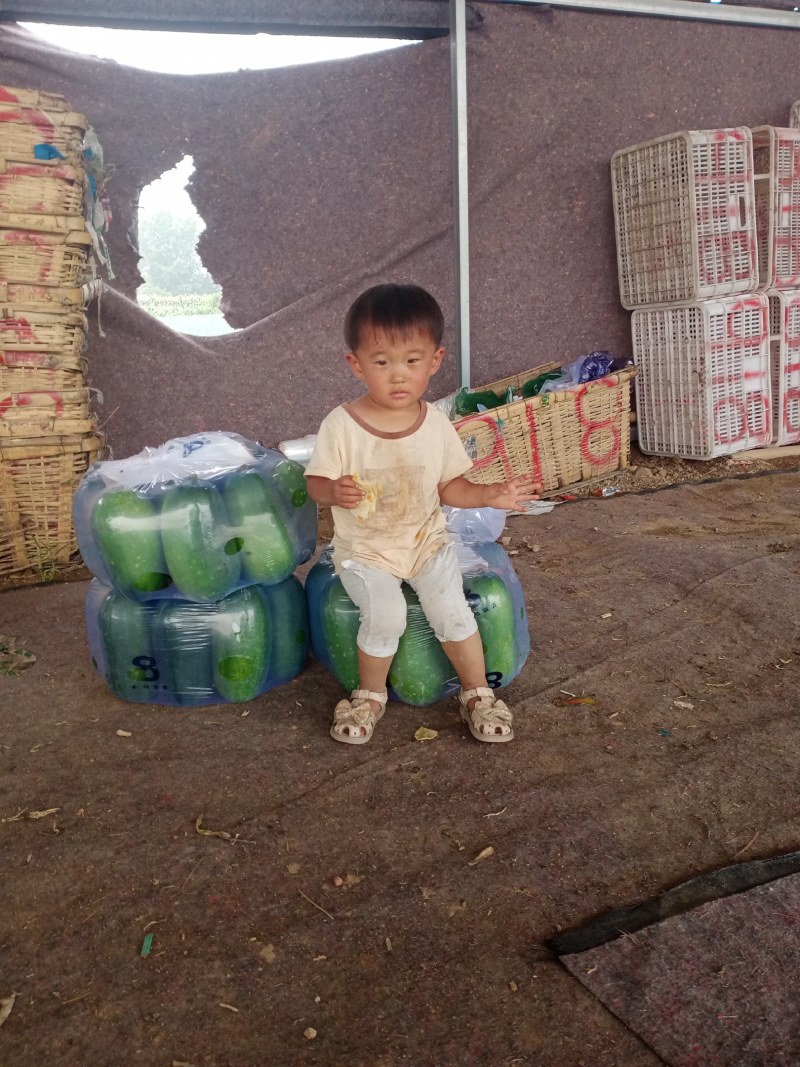 小冬瓜，产地直销，一条龙服务，各种包装！需要的老板联系