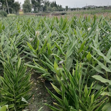 自家苗圃供应姜花基地直销视频看货保质保量