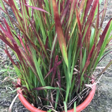 自家苗圃供应血草杯苗基地直销视频看货保质保量