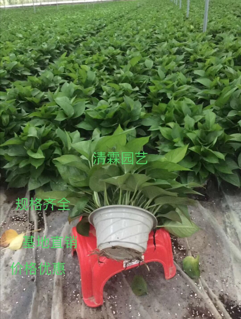 A货180规格精品绿萝基地直供价格实惠。