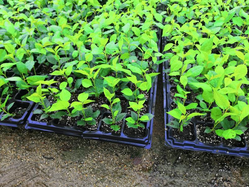 组培矮化樱桃占木颈尖剥离脱毒苗正在出售