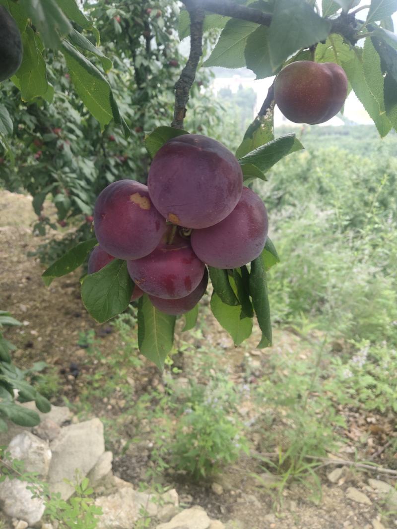 玫瑰李子，20至50cm