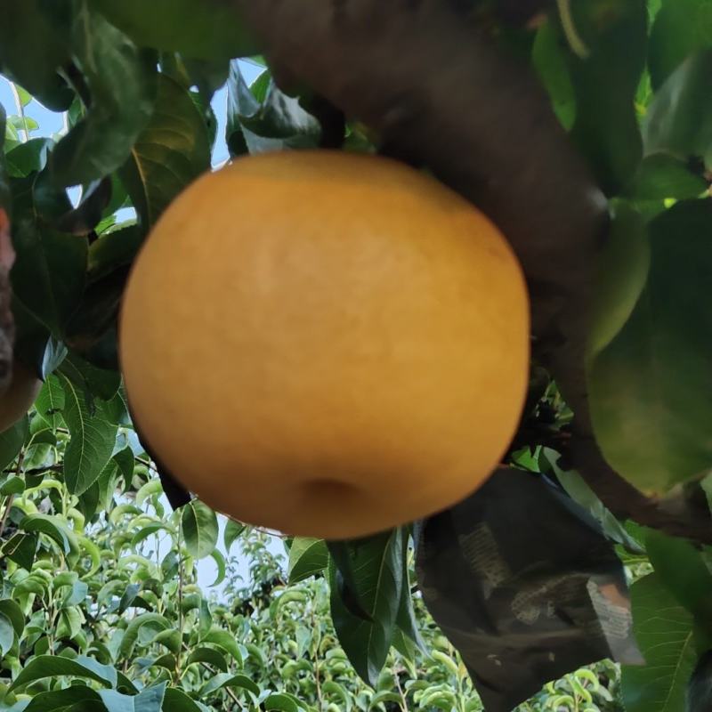 精品丰水梨脆甜化渣产地一手货源随到随装车量大优惠