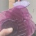 【包邮代发】紫薯小粉皮农家特产手工粉皮凉拌热炒火锅炖菜
