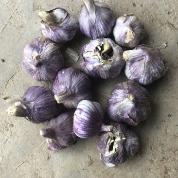 云南红皮大蒜，多掰蒜，独头蒜