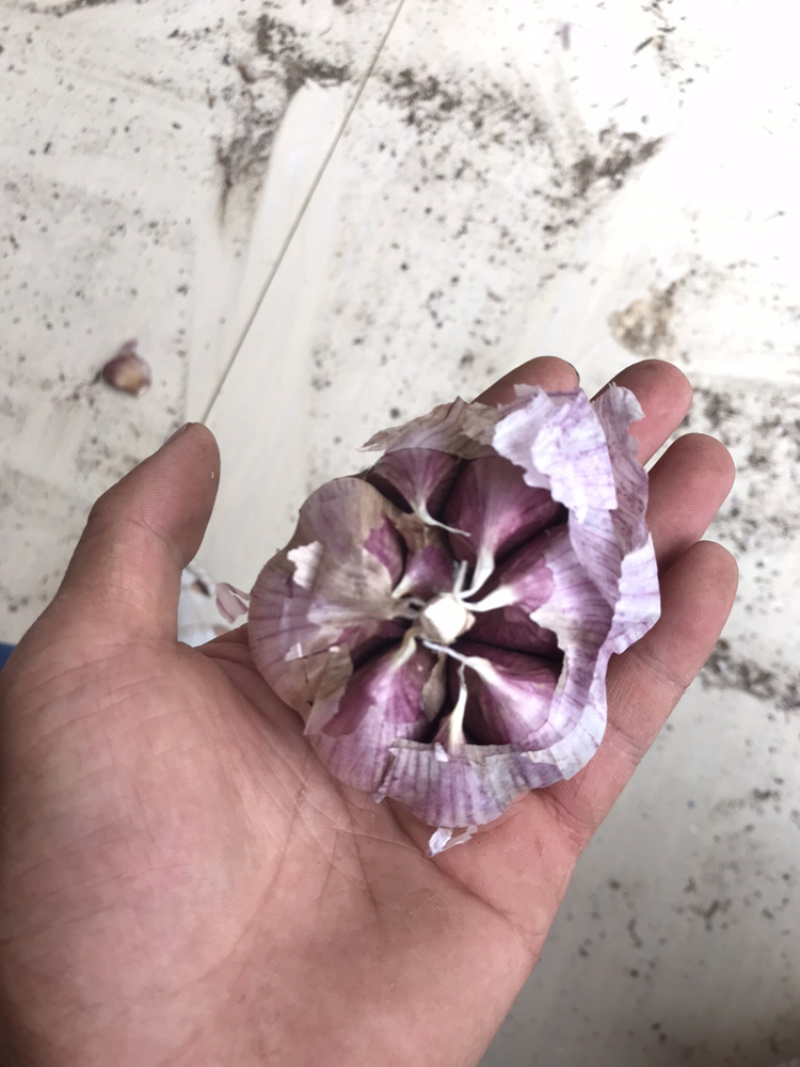 云南红皮大蒜，多掰蒜，独头蒜