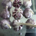 云南红皮大蒜，多掰蒜，独头蒜
