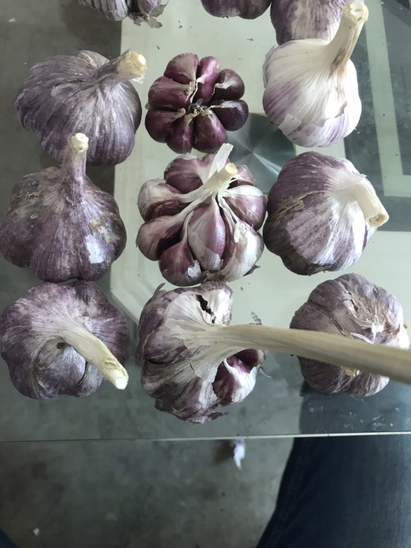 云南红皮大蒜，多掰蒜，独头蒜