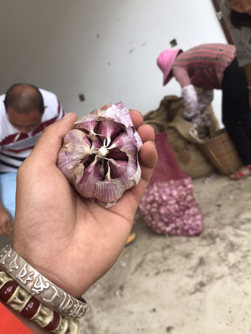 云南红皮大蒜，多掰蒜，独头蒜