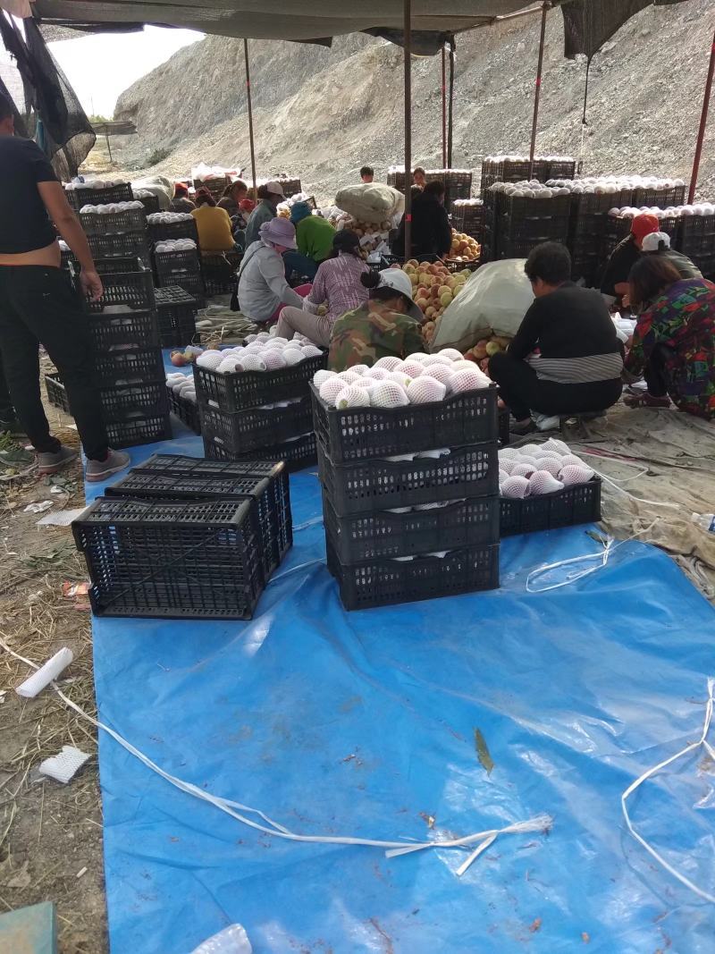 三丰山地水蜜桃山地桃8月5日以后供货口感特甜表光好