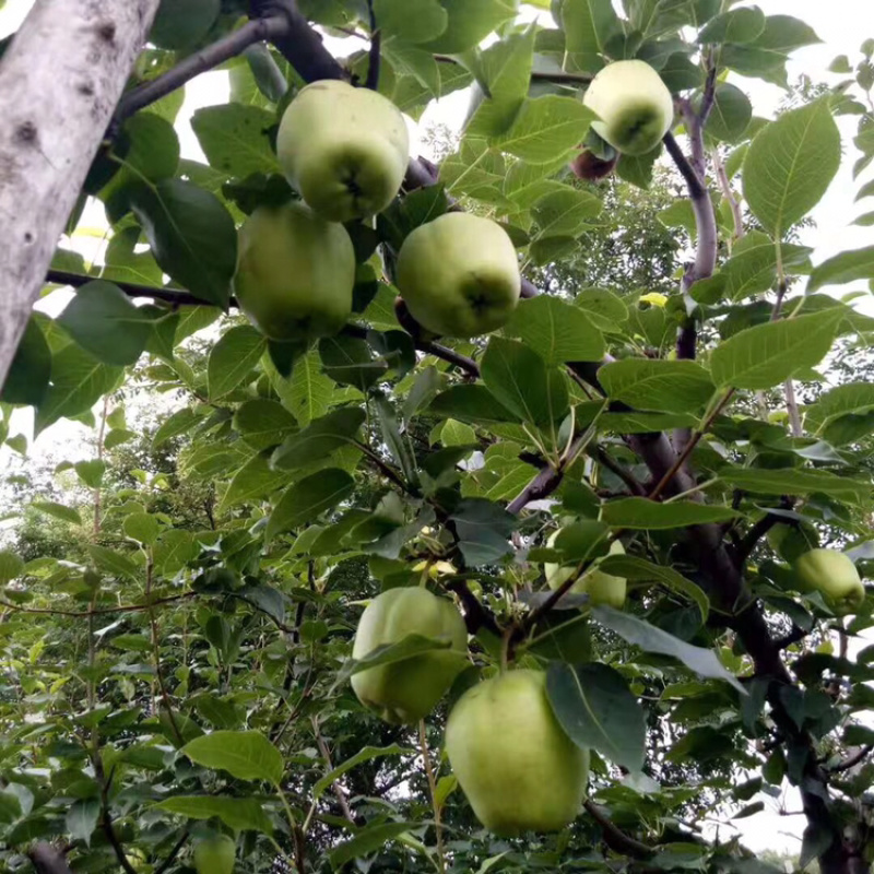 自家种植早酥梨15亩，有多年的管理经验，脆甜多汁，无虫害