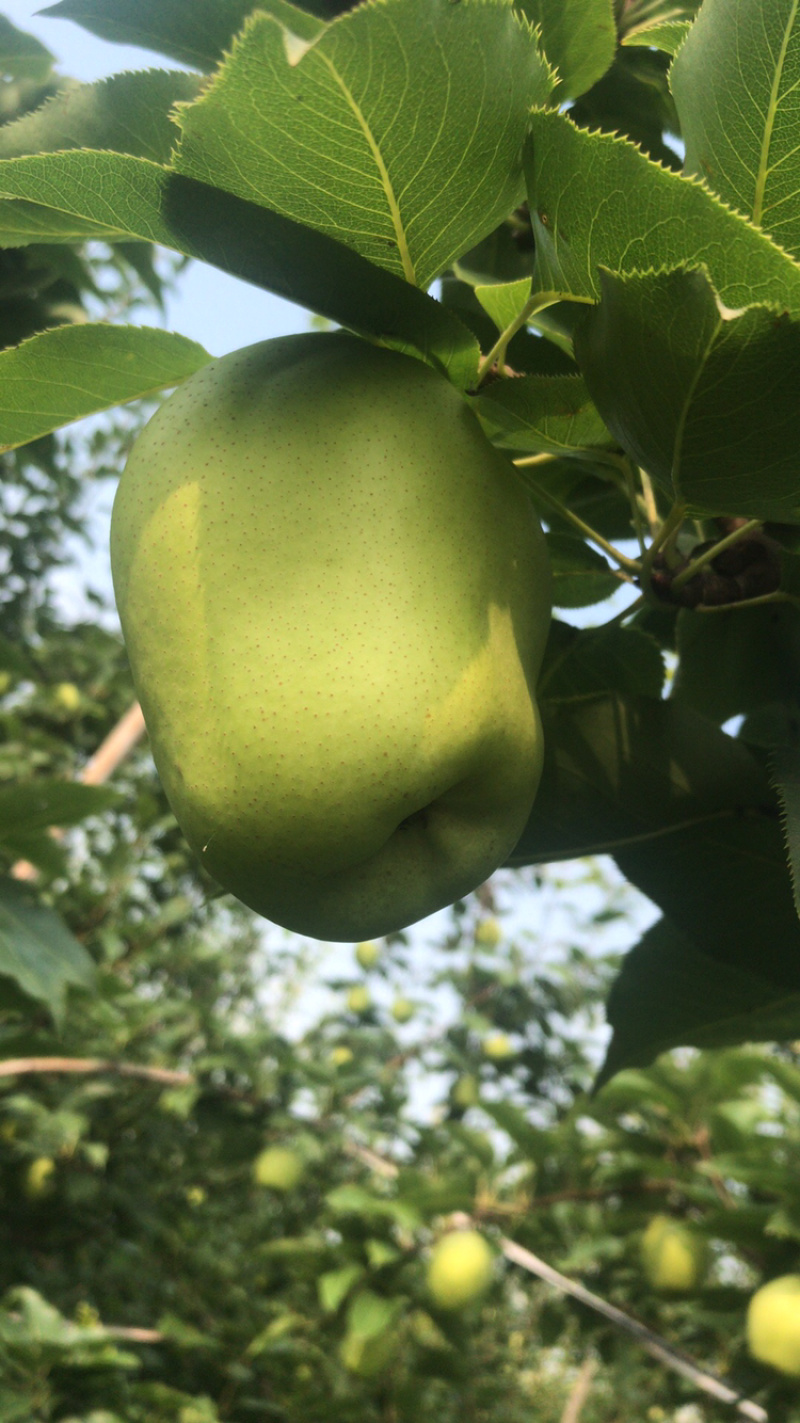 自家种植早酥梨15亩，有多年的管理经验，脆甜多汁，无虫害