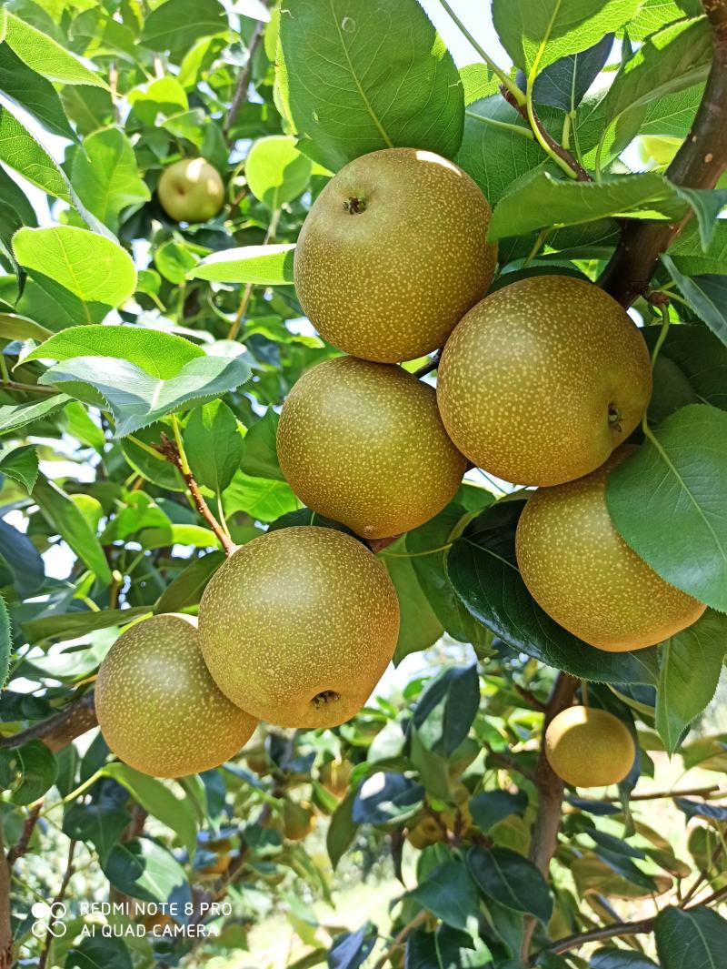 代办，零售，建宁黄花梨.翠冠梨,黄桃