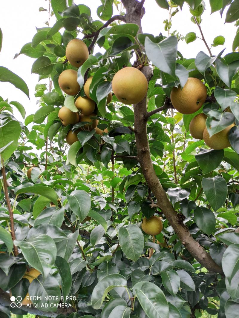 代办，零售，建宁黄花梨.翠冠梨,黄桃