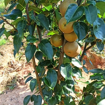 代办，零售，建宁黄花梨.翠冠梨,黄桃