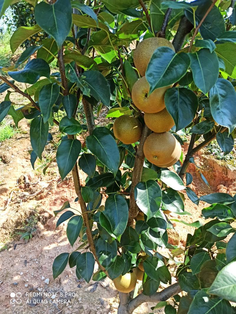 代办，零售，建宁黄花梨.翠冠梨,黄桃